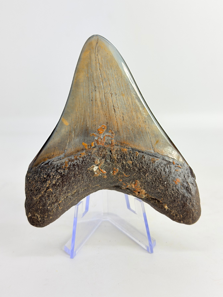Megalodon Tand "Sin of Vainglory" (VS) - 9 cm