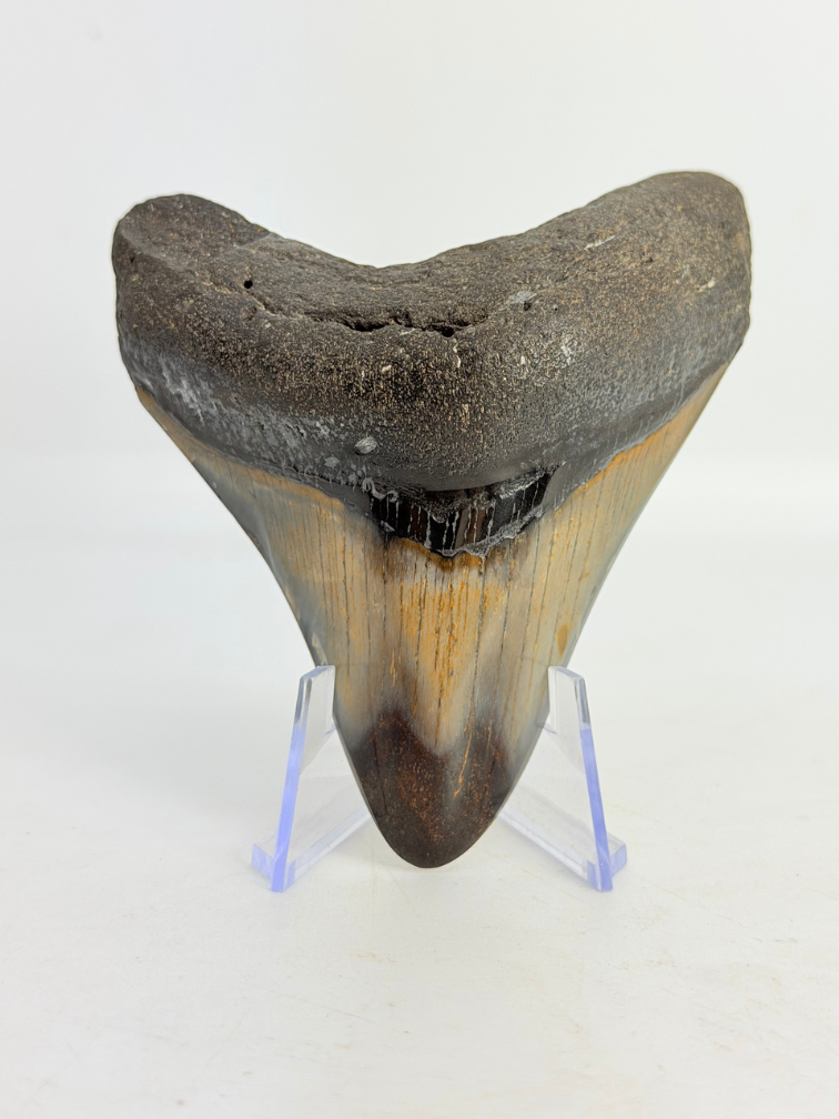 Megalodon Tooth "Sin of Vainglory" (US) - 9 cm
