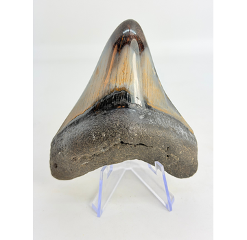 Megalodon Tand "Sin of Vainglory" (VS) - 9 cm