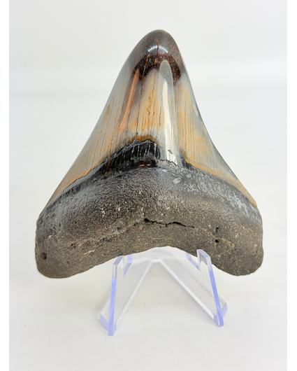 Dente di Megalodon "Sin of Vainglory" (USA) - 9 cm