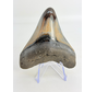Megalodon Tand "Sin of Vainglory" (VS) - 9 cm