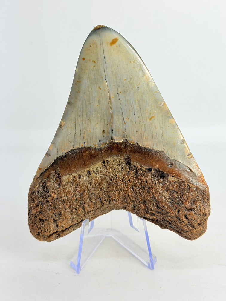 Megalodon tand ''Kunai with Chain'' (VS) - 10,2 cm