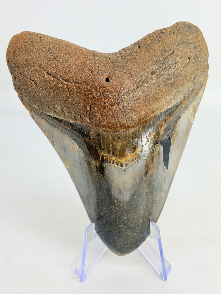 Dent de mégalodon ''Kunai with Chain'' (US) - 10,2 cm