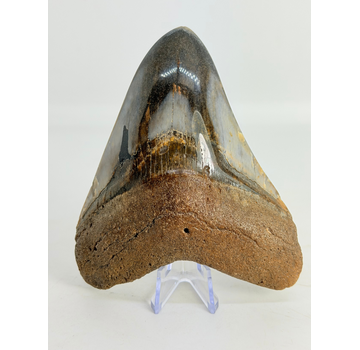 Dente di Megalodon ''Kunai with Chain'' (USA) - 10,2 cm