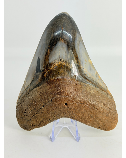 Megalodon tooth ''Kunai with Chain'' (US) - 10.2 cm