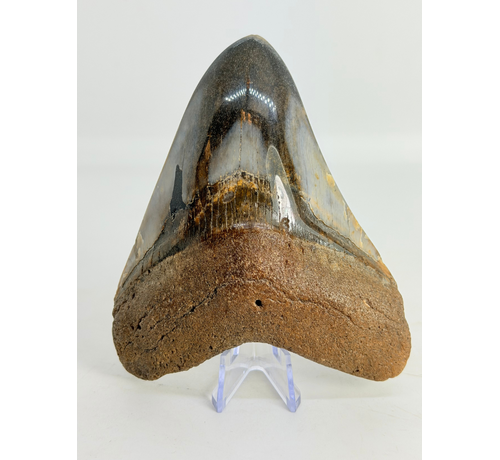 Dent de mégalodon ''Kunai with Chain'' (US) - 10,2 cm