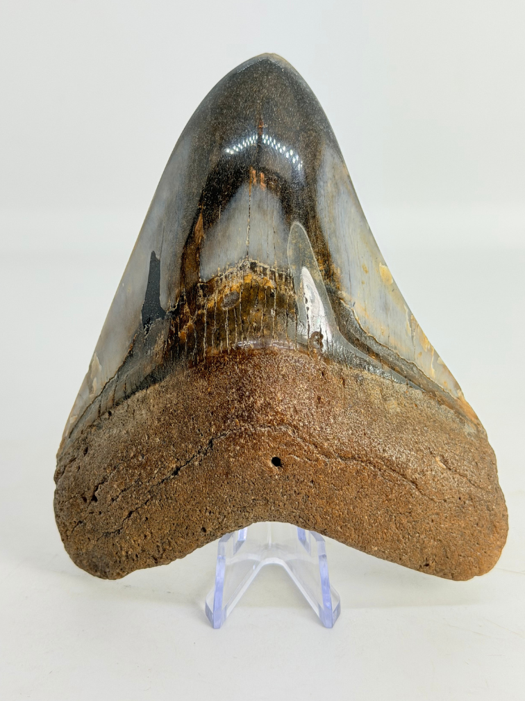 Megalodon tand ''Kunai with Chain'' (VS) - 10,2 cm