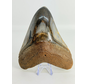 Megalodon-Zahn ''Kunai with Chain'' (US) - 10,2 cm