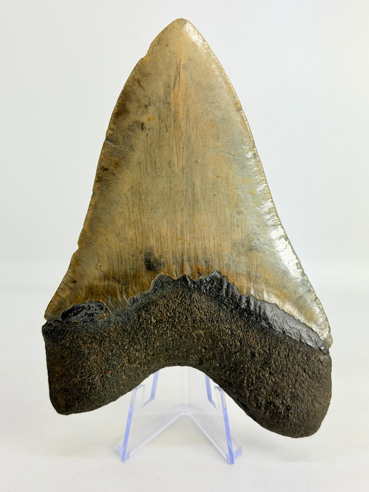 Diente de Megalodon " Weighted Soul " (US) - 13.6 cm