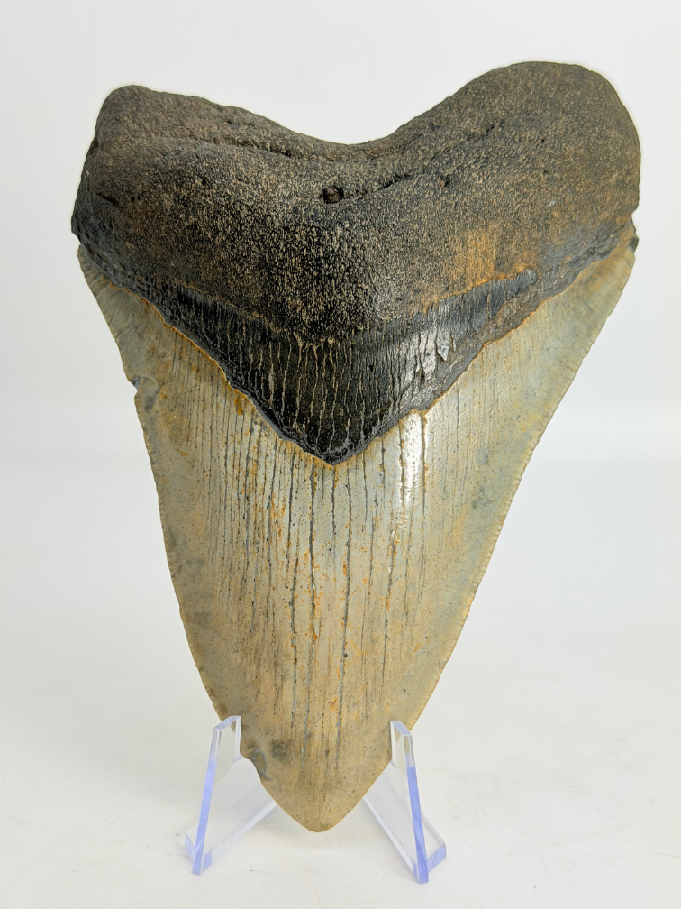 Dente di Megalodonte " Weighted Soul" (USA) - 13,6 cm