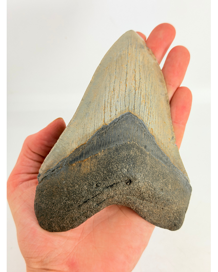 Megalodon-Zahn "Weighted Soul" (US) - 13,6 cm