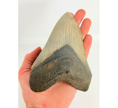 Diente de Megalodon " Weighted Soul " (US) - 13.6 cm