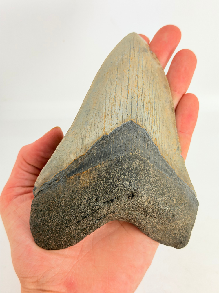 Dent de mégalodon " Weighted Soul " (US) - 13,6 cm