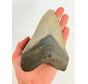 Diente de Megalodon " Weighted Soul " (US) - 13.6 cm
