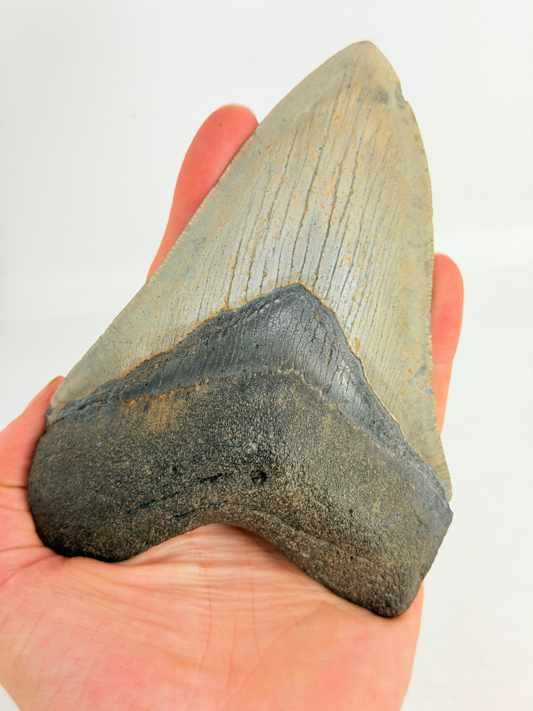 Megalodon Tand "Weighted Soul" (VS) - 13,6 cm