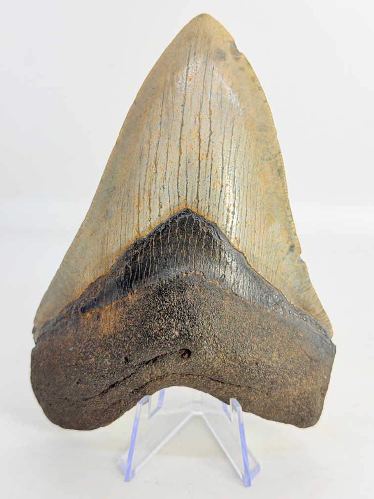 Megalodon Tooth "Weighted Soul" (US) - 13.6 cm