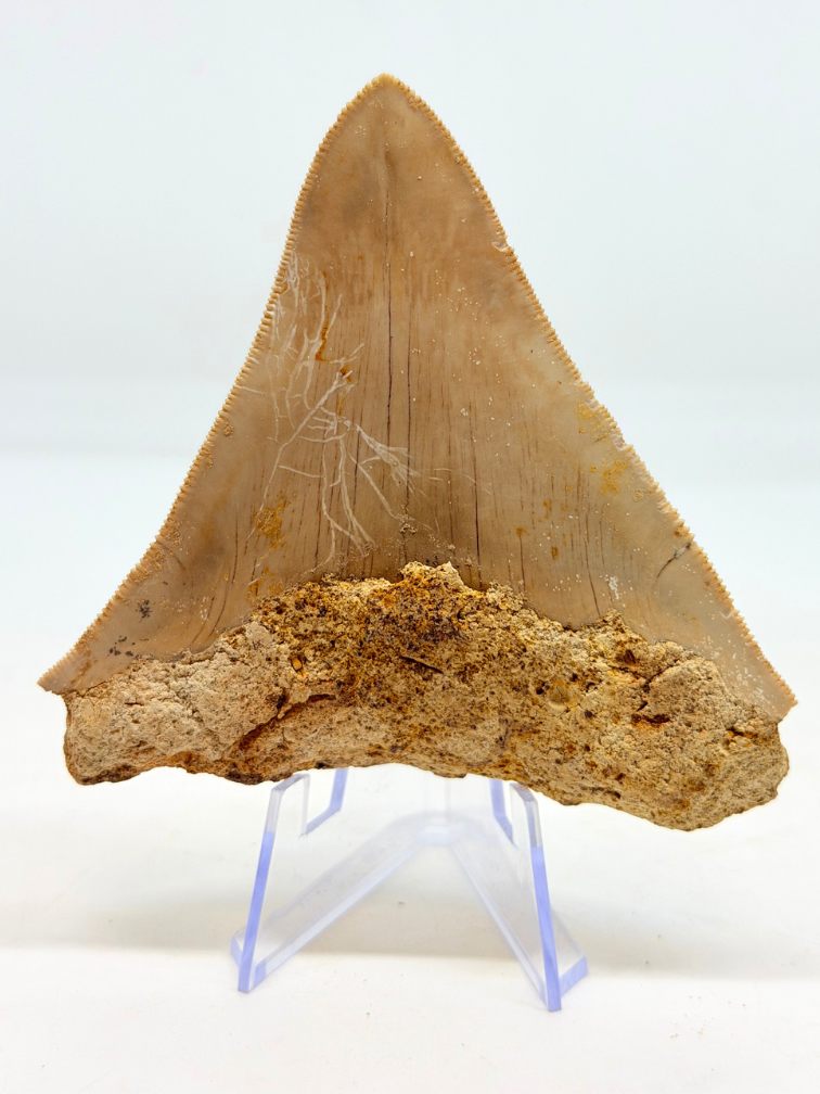 Megalodon tooth ''Badge of Magic'' (Indonesia) - 8,7 cm