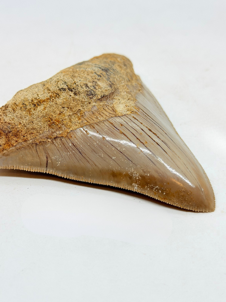 Diente de Megalodon ''Badge of Magic'' (Indonesia) - 8,7 cm