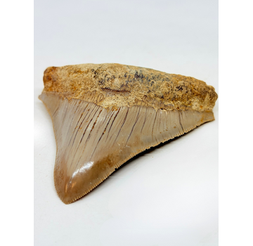 Dente di Megalodon ''Badge of Magic'' (Indonesia) - 8,7 cm