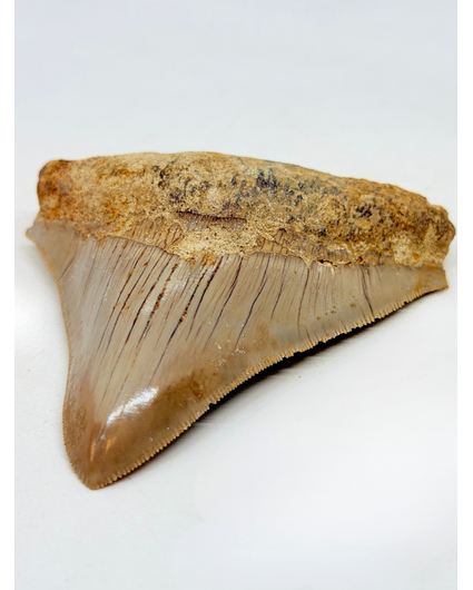 Diente de Megalodon ''Badge of Magic'' (Indonesia) - 8,7 cm