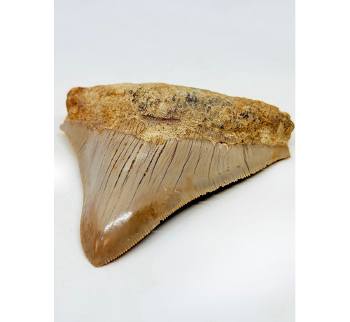 Dent de mégalodon ''Badge of Magic'' (Indonésie) - 8,7 cm