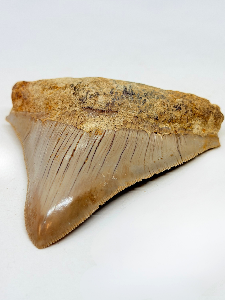 Dente di Megalodon ''Badge of Magic'' (Indonesia) - 8,7 cm