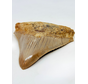 Megalodon tooth ''Badge of Magic'' (Indonesia) - 8,7 cm