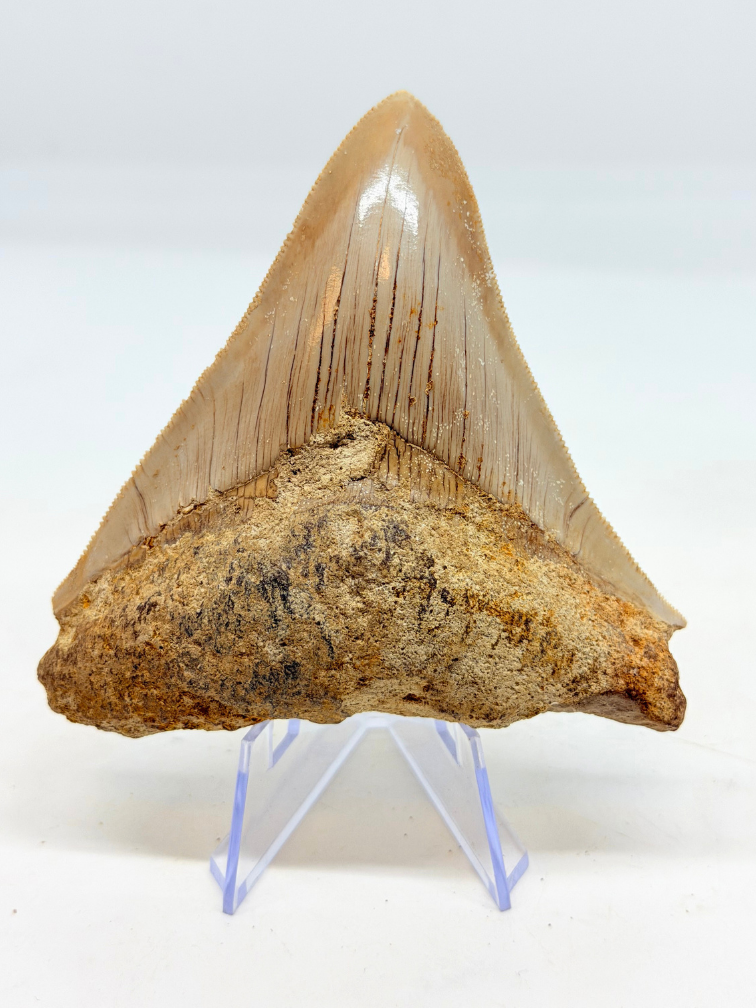 Diente de Megalodon ''Badge of Magic'' (Indonesia) - 8,7 cm