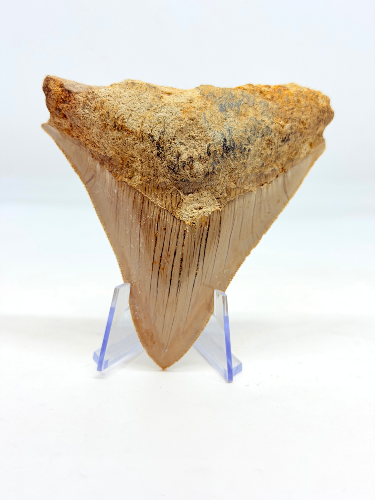 Diente de Megalodon ''Badge of Magic'' (Indonesia) - 8,7 cm
