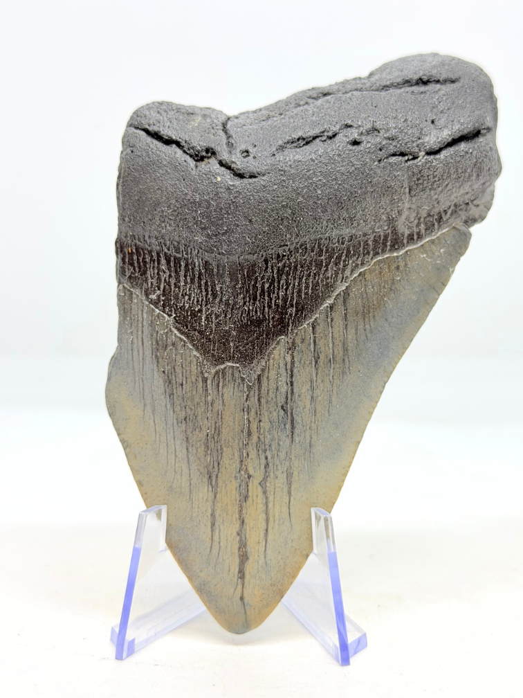Diente de Megalodón " Magnificent Ornament " (US) - 10.6 cm