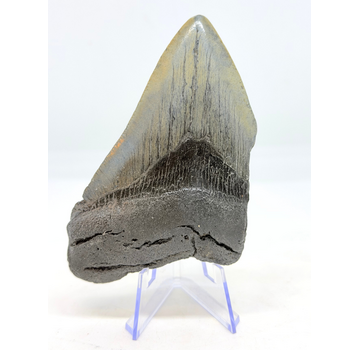 Megalodon Tooth "Magnificent Ornament" (US) - 10.6 cm