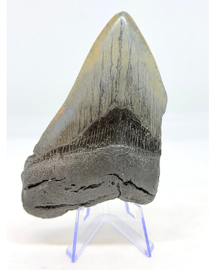 Megalodon Tooth "Magnificent Ornament" (US) - 10.6 cm