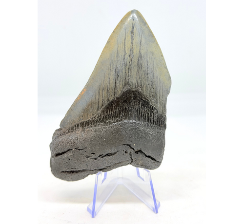 Diente de Megalodón " Magnificent Ornament " (US) - 10.6 cm