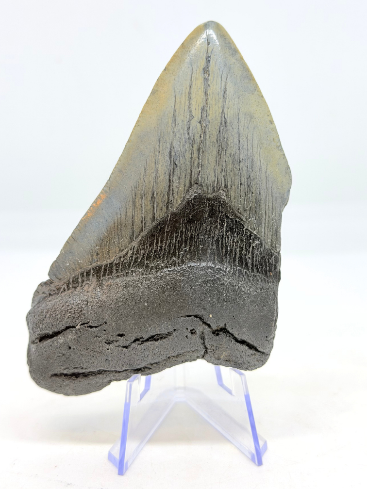 Megalodon-Zahn " Magnificent Ornament" (US) - 10,6 cm