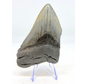 Dent de mégalodon "Magnificent Ornament" (US) - 10,6 cm