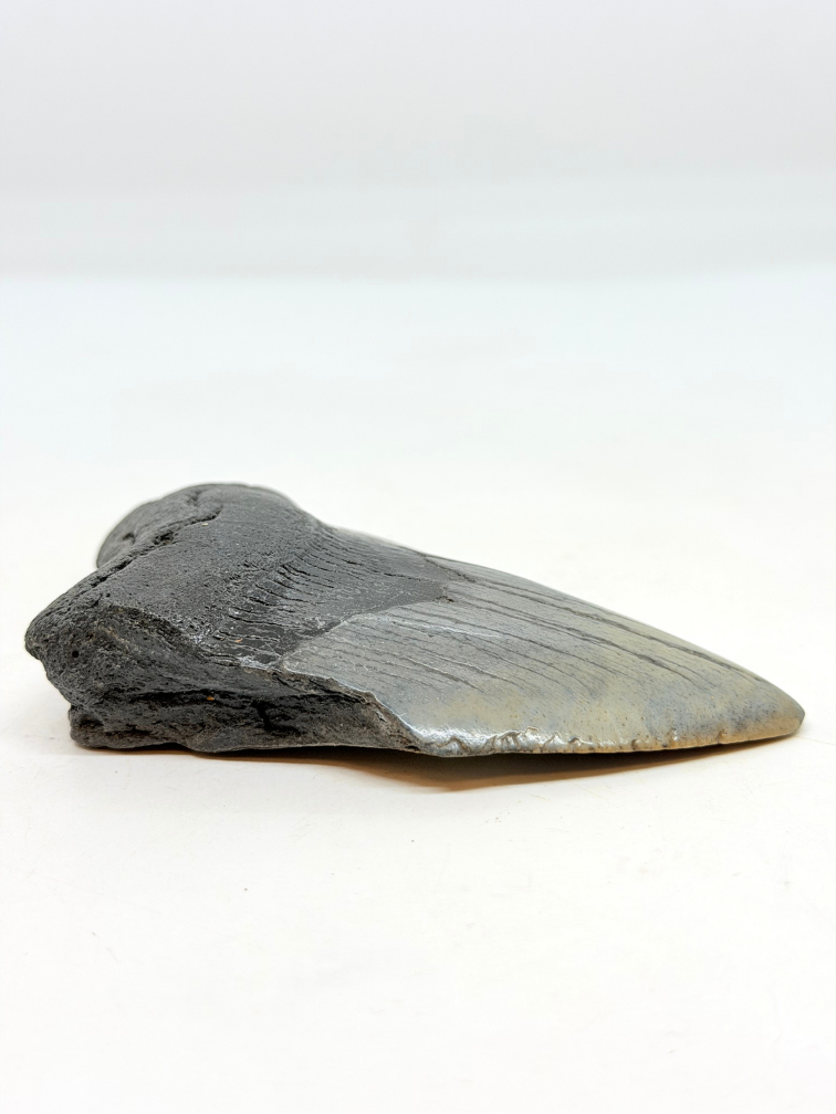 Megalodon Tooth "Magnificent Ornament" (US) - 10.6 cm
