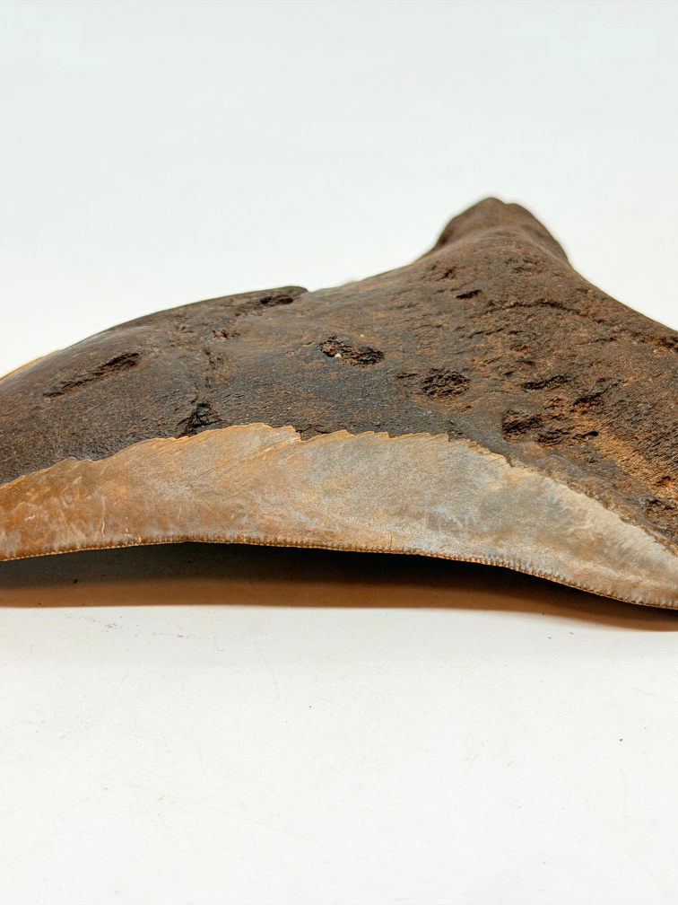 Vulkanische Megalodon-Zahn 'The Grey Dragon' (Indonesien) - 14,2 cm (5,47 in)
