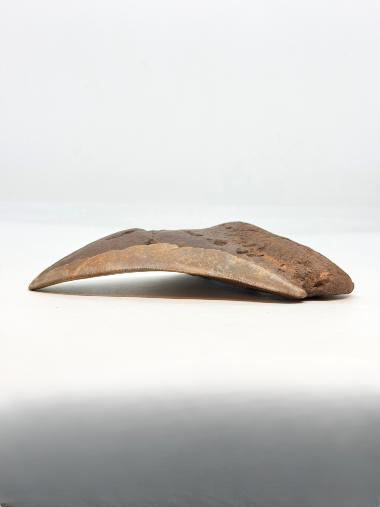 Vulkanische Megalodon-Zahn 'The Grey Dragon' (Indonesien) - 14,2 cm (5,47 in)