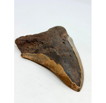 Volcanic Megalodon tooth 'The Grey Dragon' (Indonesia) - 14.2 cm (5.47 in