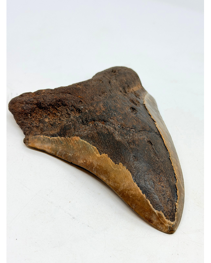 Vulkanische Megalodon tand 'The Grey Dragon' (Indonesië) - 13,9 cm (5,47 inch)