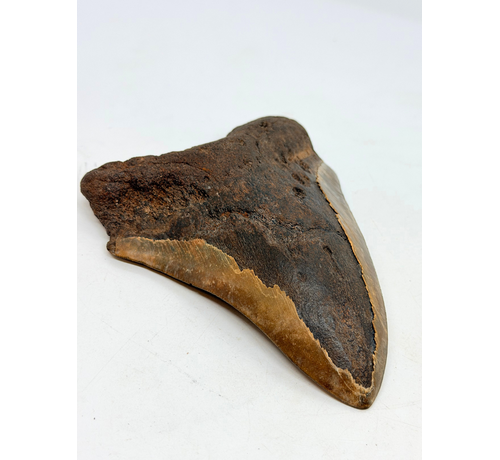 Volcanic Megalodon tooth 'The Grey Dragon' (Indonesia) - 14.2 cm (5.47 in)