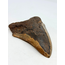 Vulkanische Megalodon tand 'The Grey Dragon' (Indonesië) - 13,9 cm (5,47 inch)