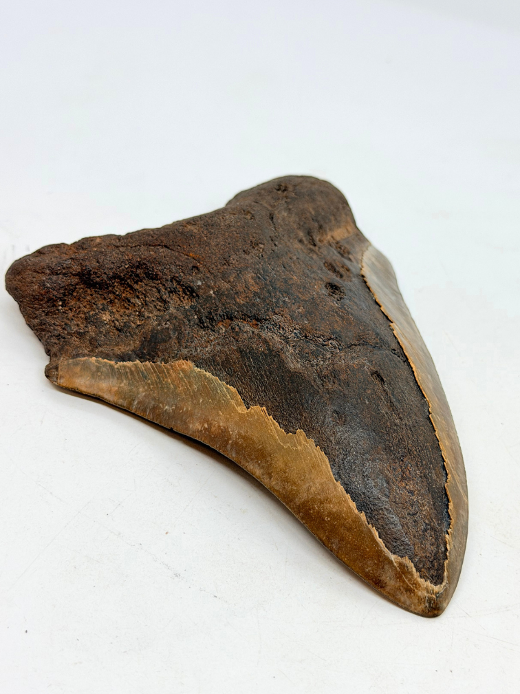 Vulkanische Megalodon tand 'The Grey Dragon' (Indonesië) - 13,9 cm (5,47 inch)