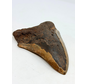 Volcanic Megalodon tooth 'The Grey Dragon' (Indonesia) - 14.2 cm (5.47 in)
