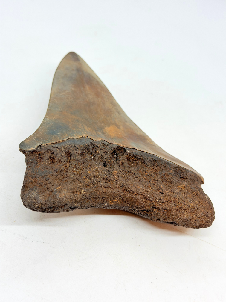 Vulkanische Megalodon-Zahn 'The Grey Dragon' (Indonesien) - 14,2 cm (5,47 in)