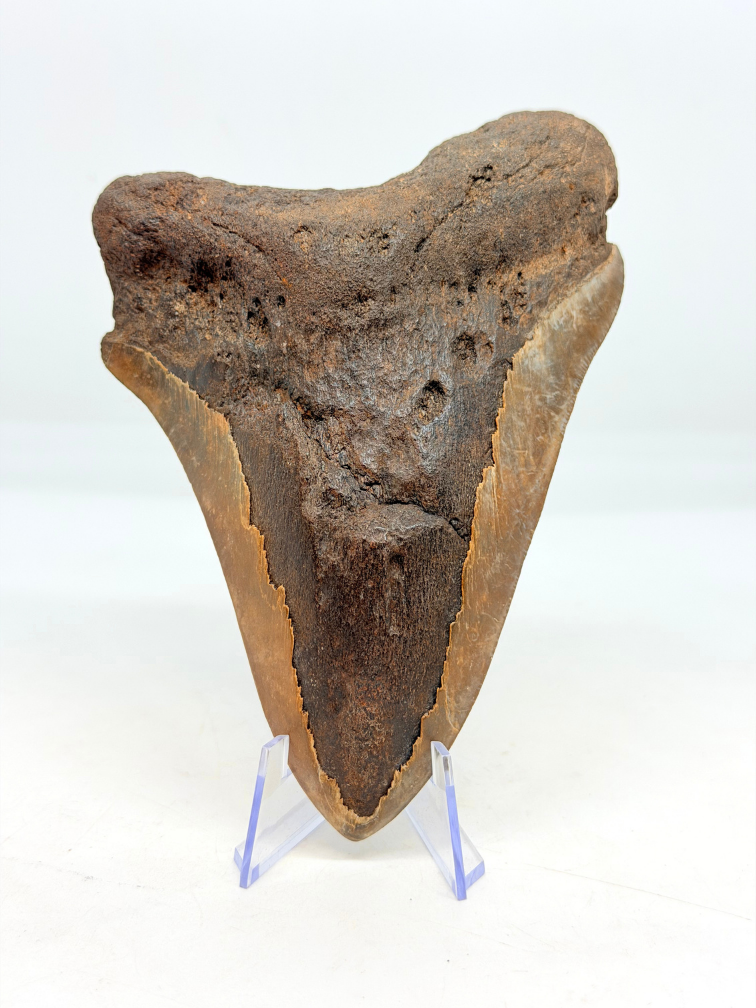 Volcanic Megalodon tooth 'The Grey Dragon' (Indonesia) - 14.2 cm (5.47 in)