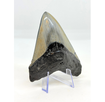 Megalodon Tand "Flemmeth's Tale" (VS) - 8,6 cm