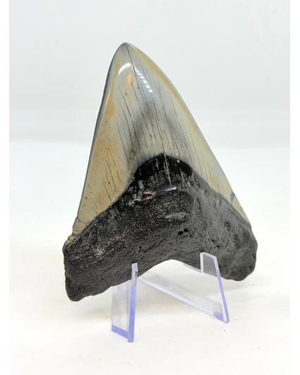 Dent de mégalodon  "Flemmeth's Tale" (US) - 8,6 cm