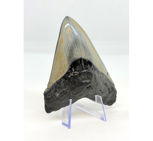 Diente de Megalodon " "Flemmeth's Tale"" (US) - 8.6 cm