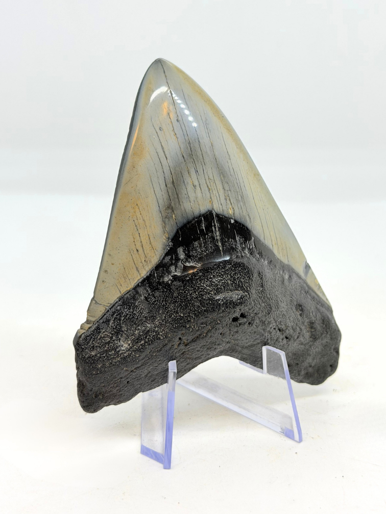 Dente di Megalodon " "Flemmeth's Tale"" (USA) - 8,6 cm